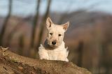 SCOTTISH TERRIER 045